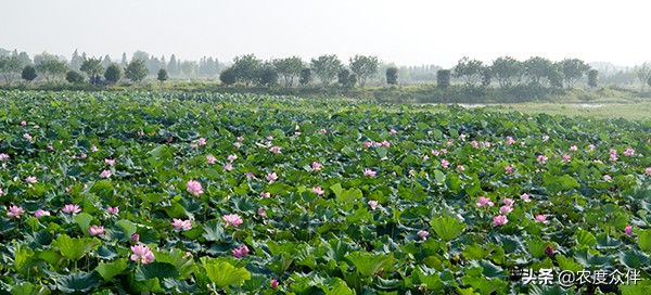 资阳田园乡村旅游景点,湖南省益阳市桃江县美丽乡村