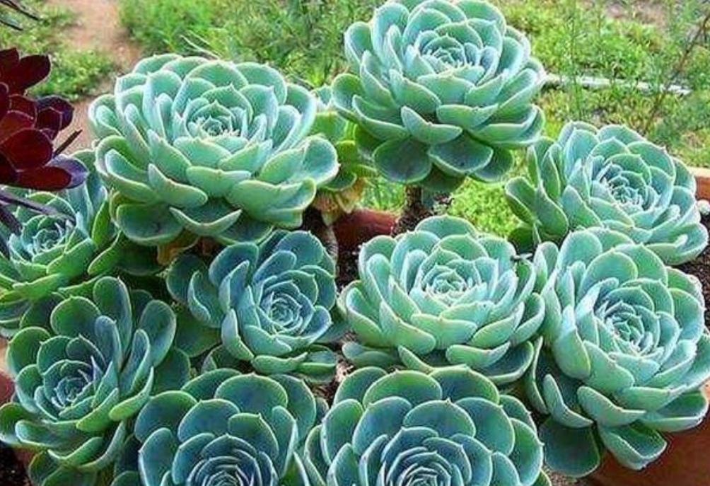 玉蝶多肉老桩养殖,多肉玉蝶多久能长出老桩