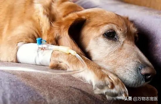 狗狗感冒不可轻视，预防诊治两手抓，铲屎官们注意啦