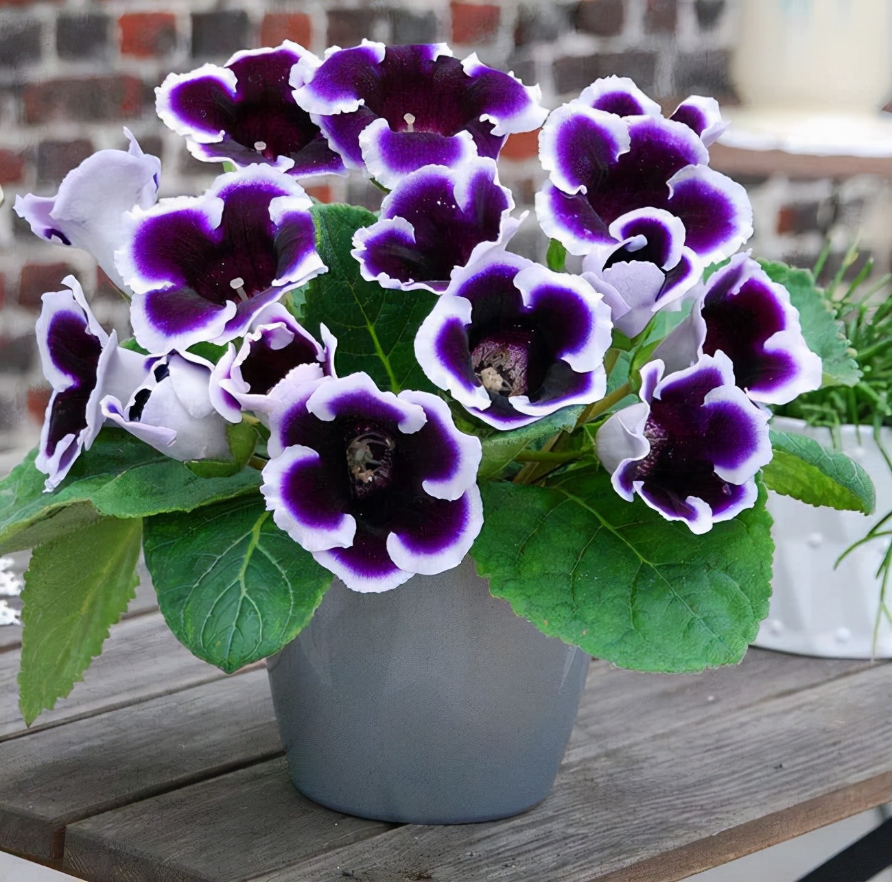 这8种花你不要乱浇水,新手种花品种推荐