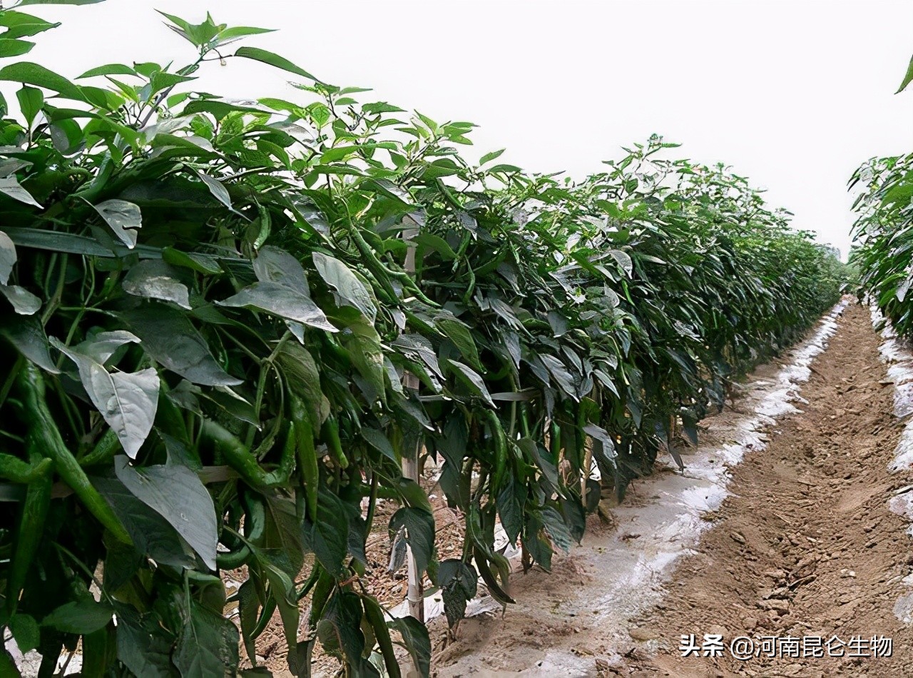 多菌灵对辣椒烂根有效果吗,辣椒烂果烂根图片和防治方法