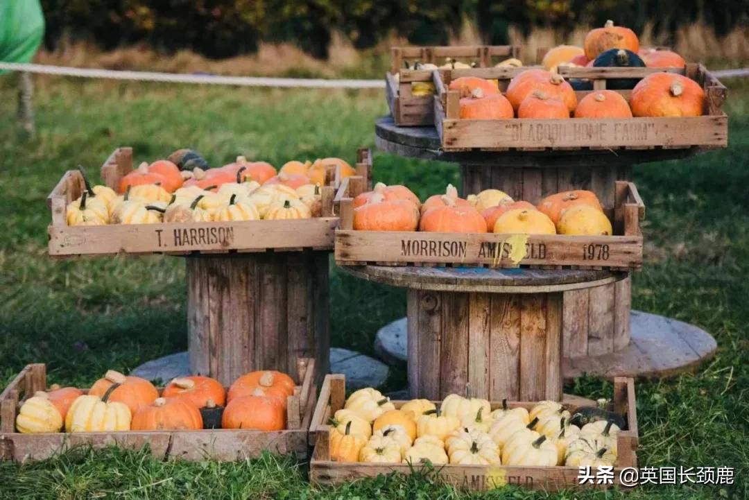 南瓜大作战任务,南瓜大作战活动攻略