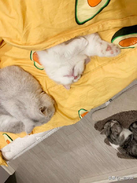 猫粮性价比之王视频,哪个猫粮是性价比之王