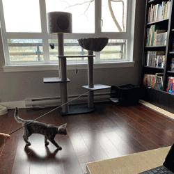 怎样让猫咪优雅的吃猫条,怎么才能让猫咪合理膳食