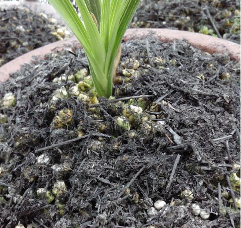 自制灭虫水最好的方法,怎么消灭水虫最有效方法