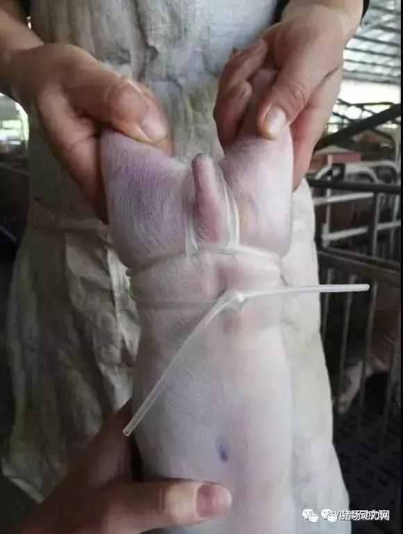 小猪肚脐疝气处理方法,小猪有疝气应该怎么治疗