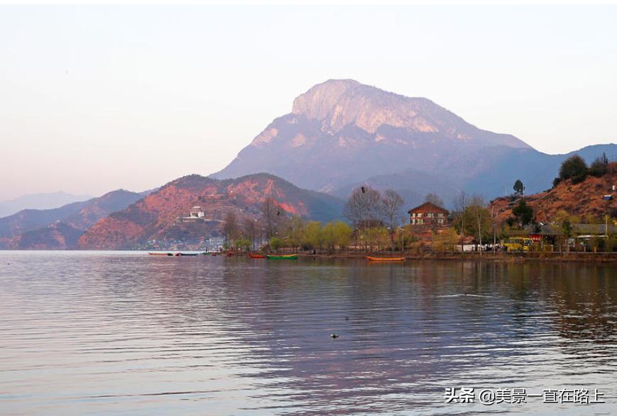 西伯利亚海鸥回到泸沽湖,西伯利亚海鸥泸沽湖