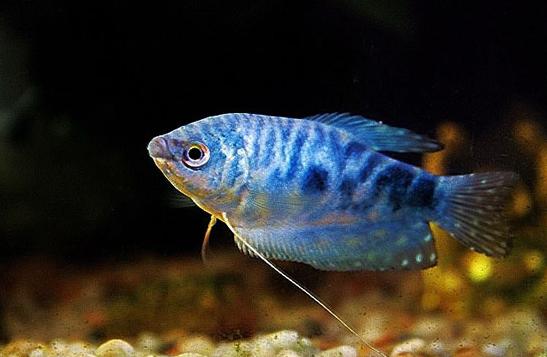 适合新手养的十大最耐活观赏鱼,十大适合新手养的漂亮观赏鱼