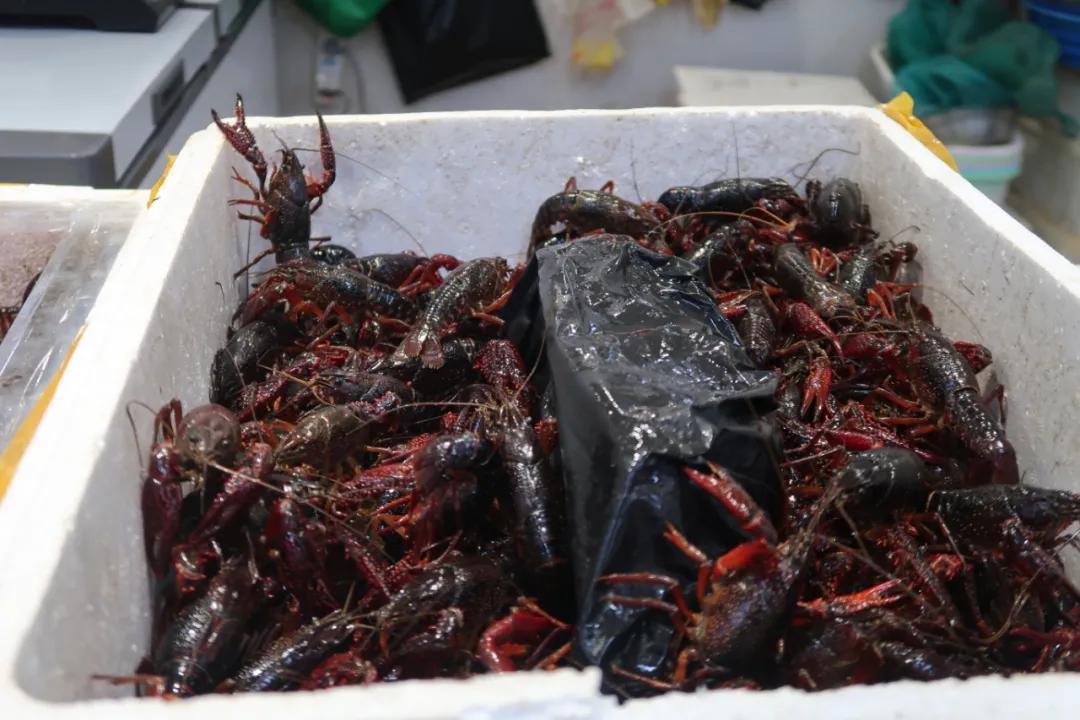 在这个足足2万平的奇妙海鲜“商场”，我找到了赚钱的动力