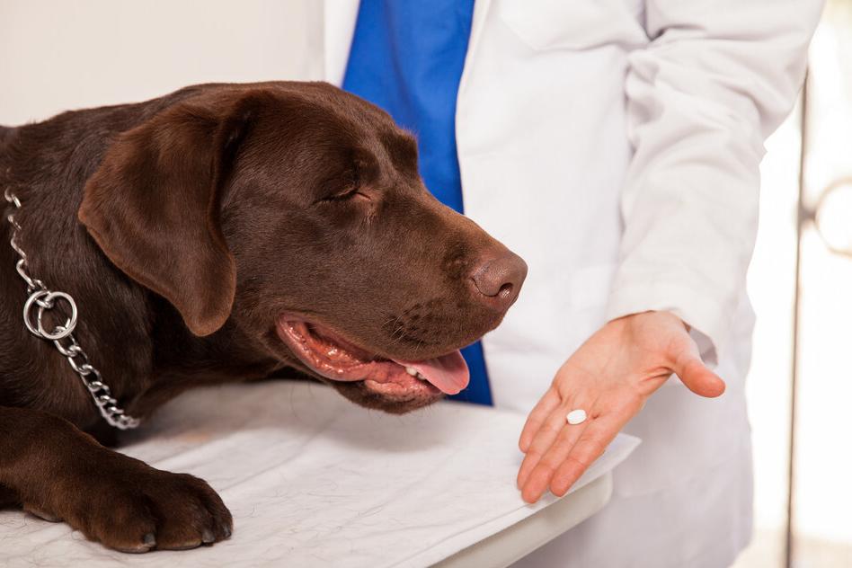 狗狗偏瘦吃什么增重,边牧狗狗偏瘦怎样才能喂胖