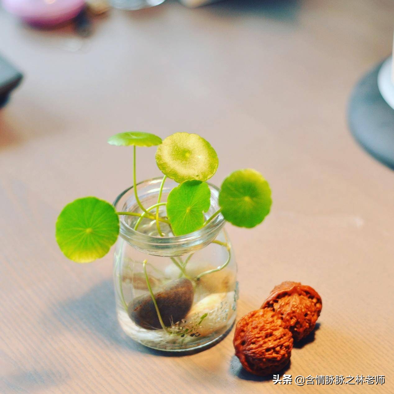 室内三种最旺家庭养植物,家居绿植哪些不适宜养