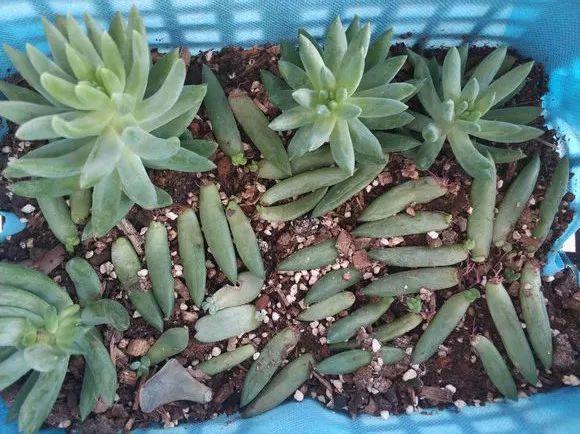 烂根的多肉可以用什么药,烂根的植物要挖出来吹干么