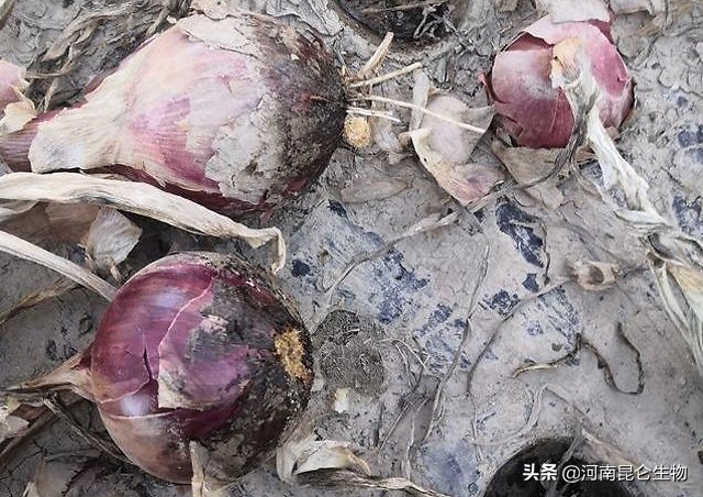 洋葱烂根软腐用啥药最好,洋葱苗期根腐病用什么药