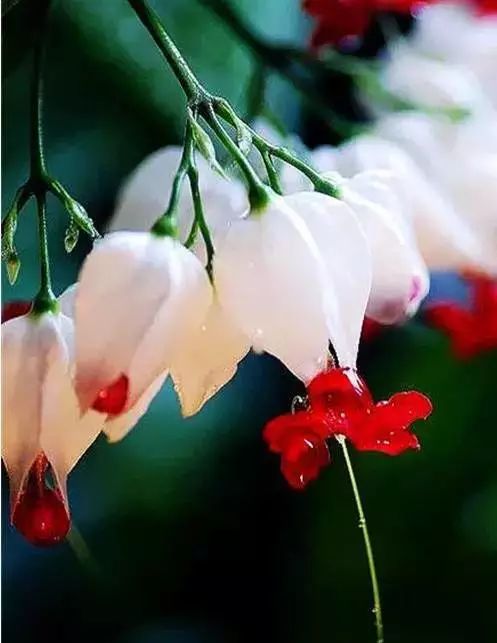 世界顶级奇花异卉,最美奇花异卉