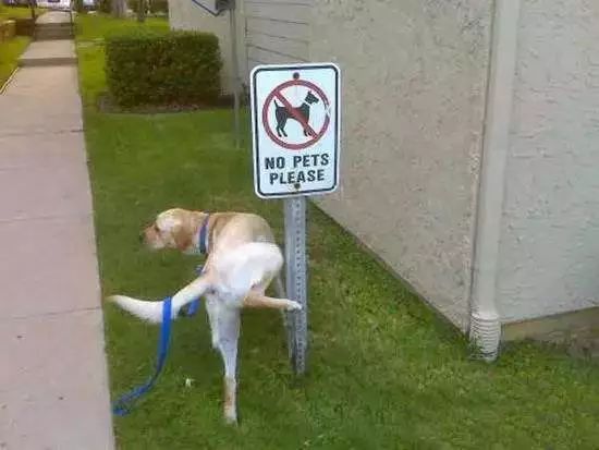 狗子绝育后的绝望,狗子绝育是不是就安稳了