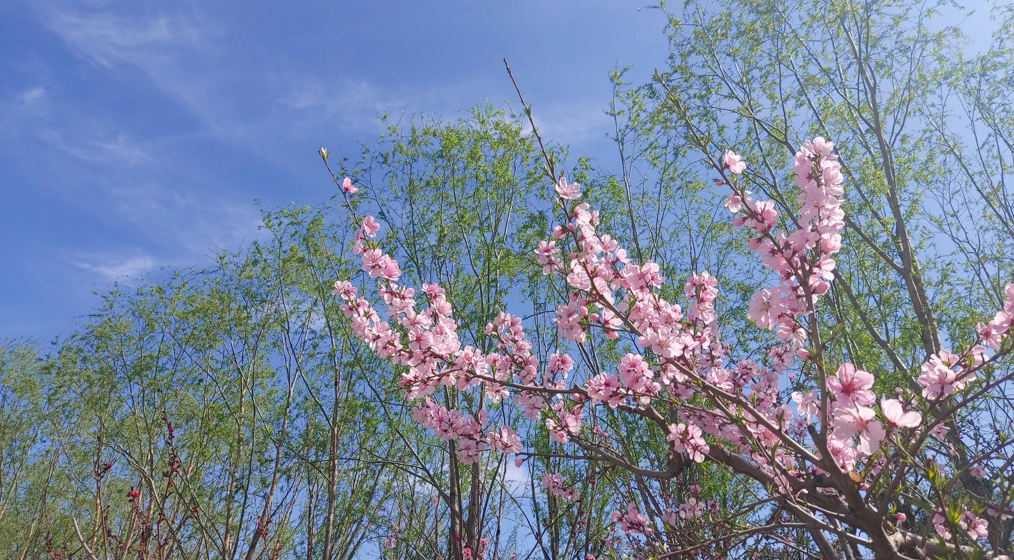 散文诗欣赏:碧砌红轩又清明，草长莺飞已春仲