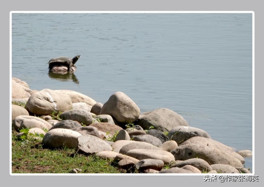 新生儿屁股上的淤青是怎么造成的,为什么刚出生的婴儿屁股上有淤青