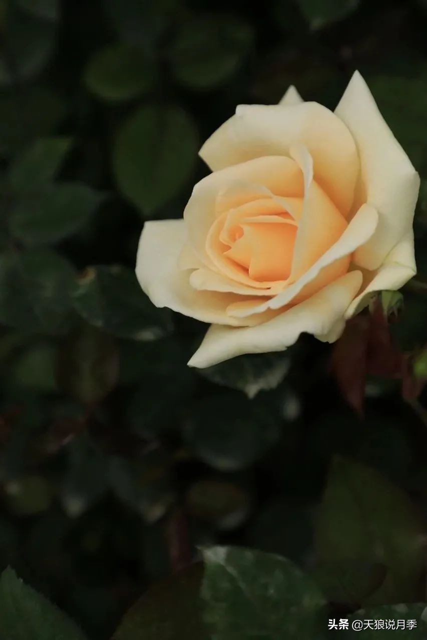 怦然心动的万人迷月季，原来从它而来（二）