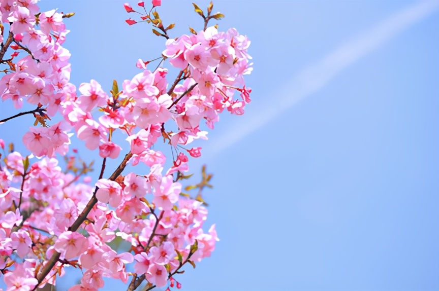 梅李桃樱杏如何区分,梅杏桃李樱梨海棠怎么区分