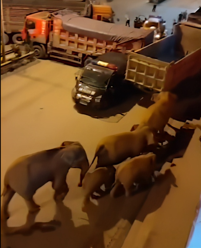 云南15头亚洲象最终落脚点,15头亚洲象一路向北进入云南