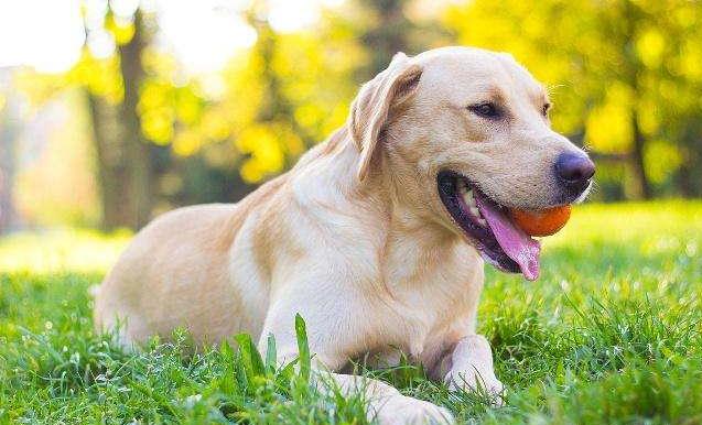 公认最好的十大狗狗排行榜,狗狗排行榜颜值第一的狗是哪种狗