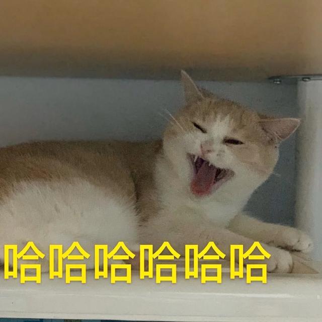 养稀有的英短是什么体验,英短乳白冷知识