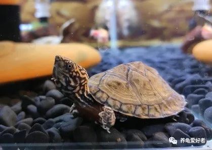 养龟的十大常见问题,养龟的十大准备