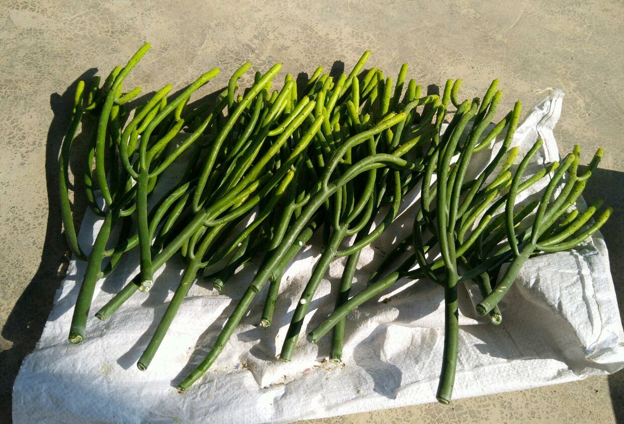 光棍树为什么总是蔫,光棍树养家里的危害