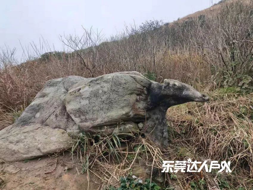 徒步挑战增城第一高峰牛牯嶂,挑战阳山第一峰