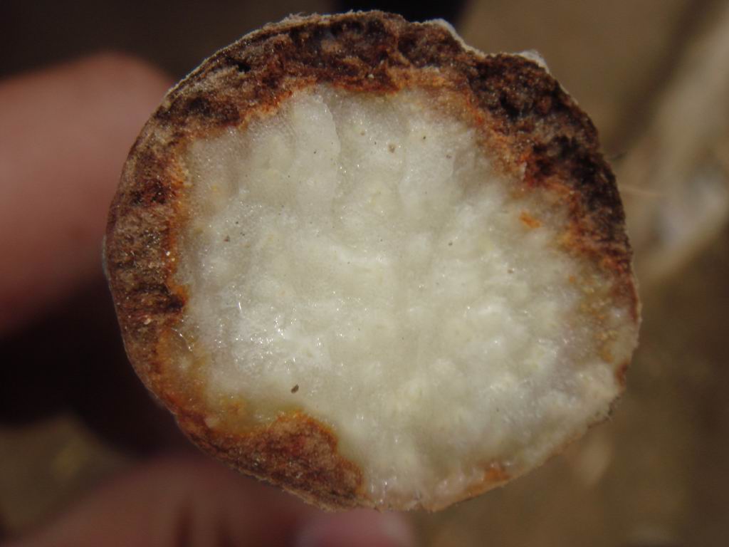 野生的山药好还是人工种植的好,山药种植新方法方便简单还高产