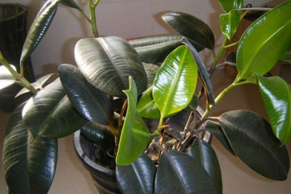 橡皮树叶子发黄怎么办,橡皮树叶子发红发黄怎么办