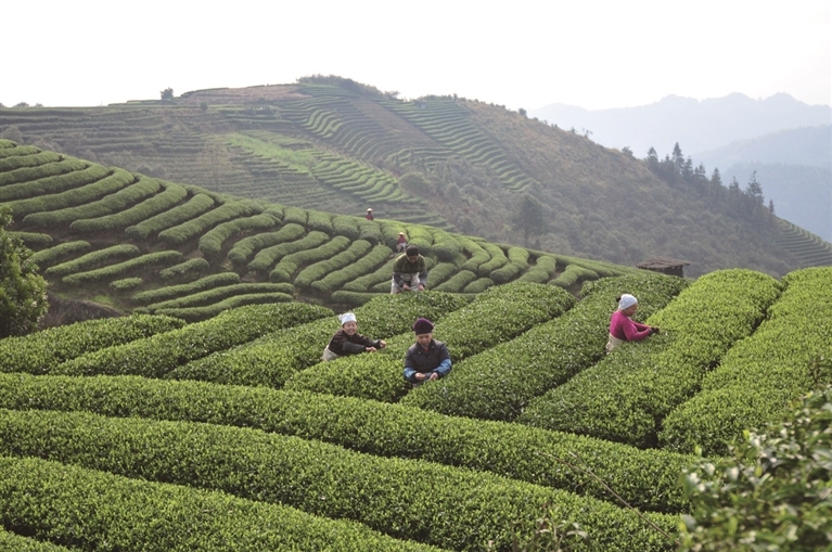 广西现代化农业,推动广西现代农业高质量发展工作