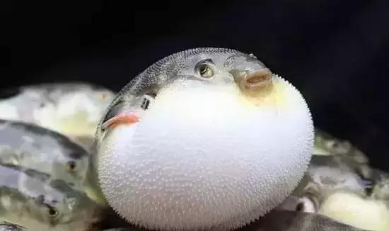 宁波一渔民整理海鲜大全,宁波最全的海鲜