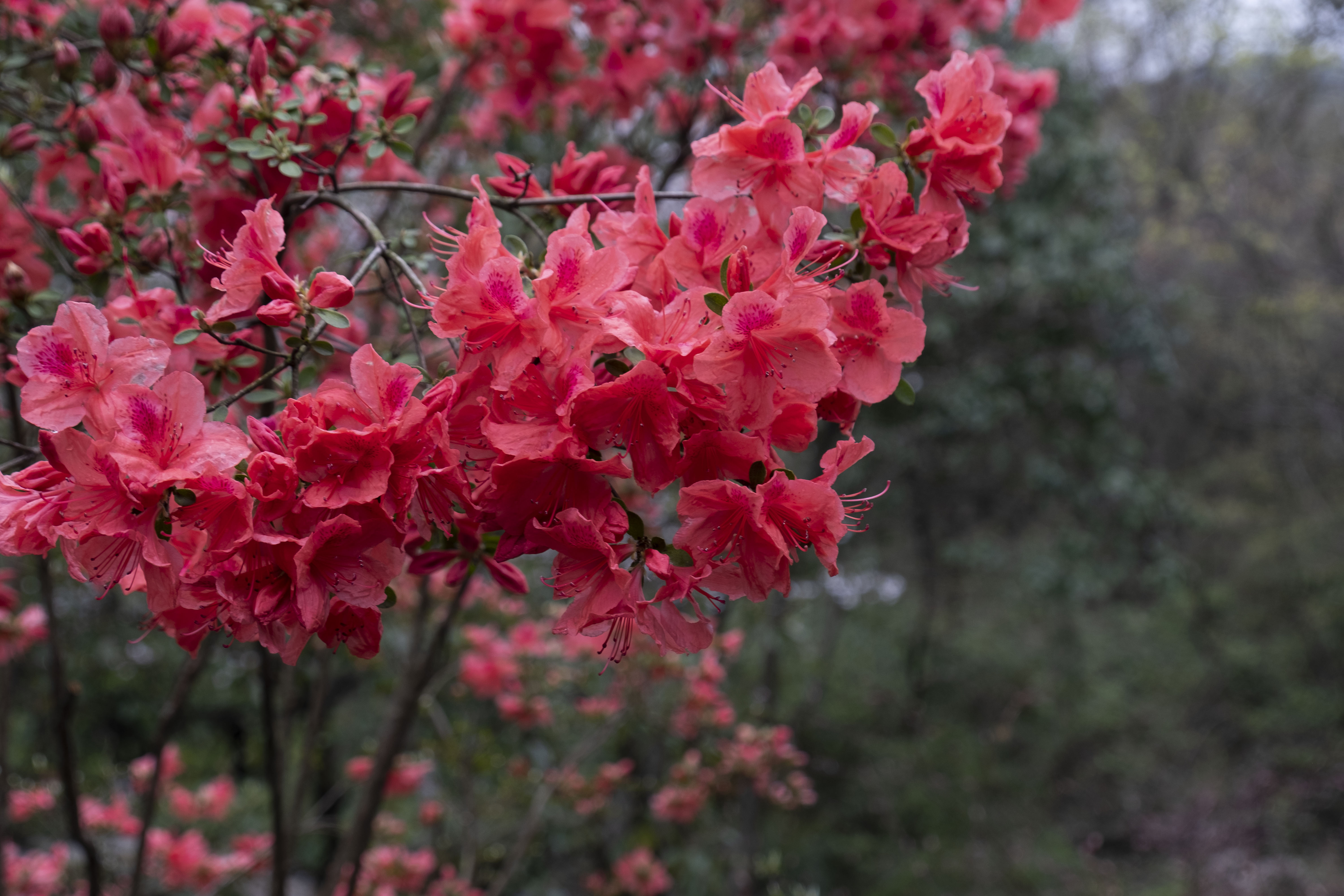 西湖龙井春茶季,龙井茶西湖明前春茶