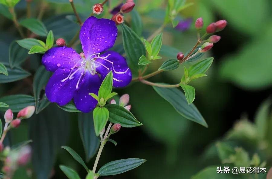牡丹和观赏牡丹区别,牡丹的形态特征与什么花不同