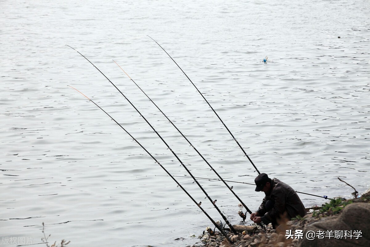 三男子猎捕芝麻剑被刑拘,3男子猎捕芝麻剑被刑拘