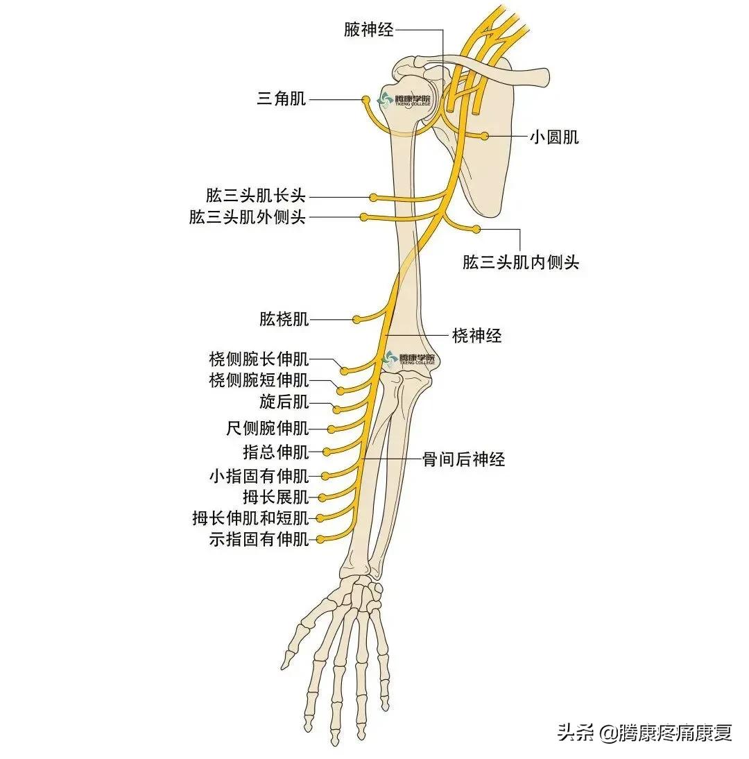 最全！脊神经系统汇总