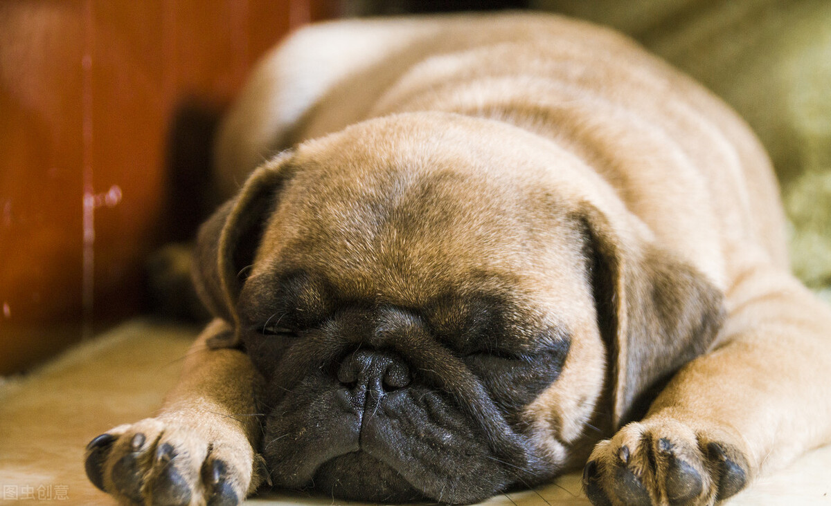 巴哥犬的饲养方法和注意事项,小型巴哥犬和中型巴哥犬的区别