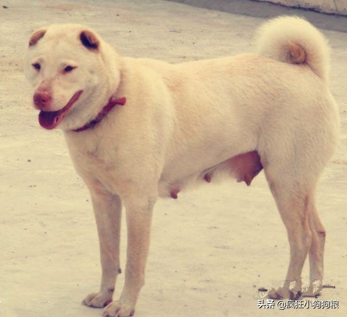 战斗力最强的土狗是什么品种,这40种土狗其实都是超酷的品种犬