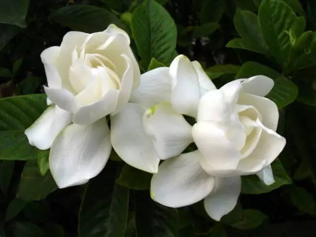 赏花时间表,赏花季节及图片