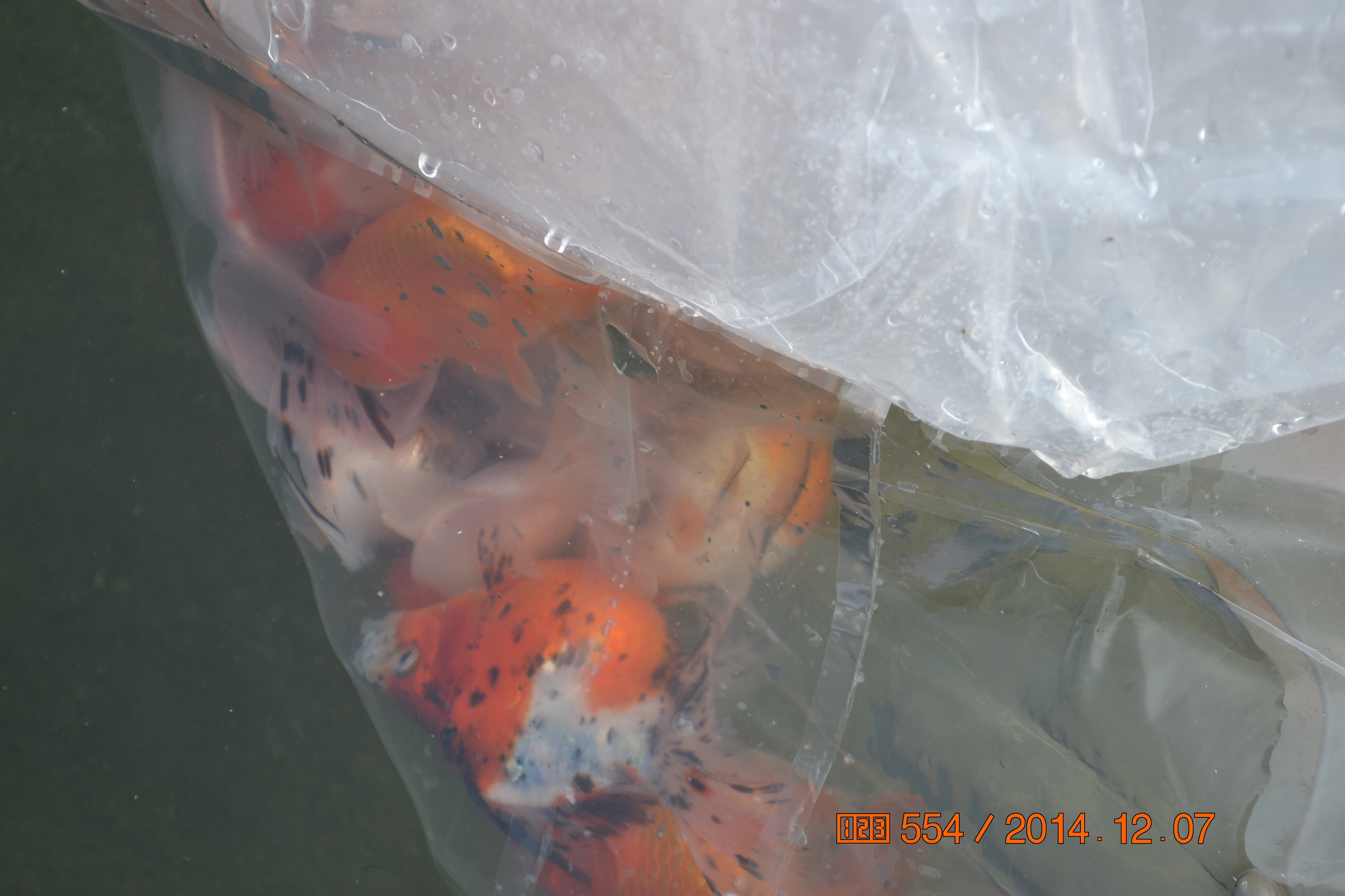 湖南最好的锦鲤养殖基地,湘潭锦鲤养殖