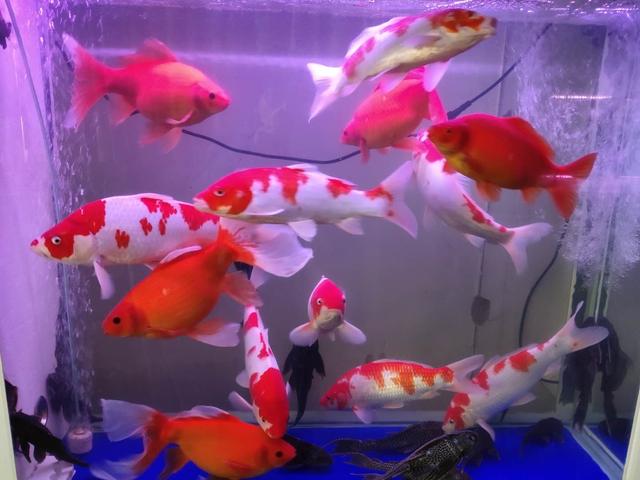 鱼缸里的腥味重是什么病因,鱼缸里的鱼腥