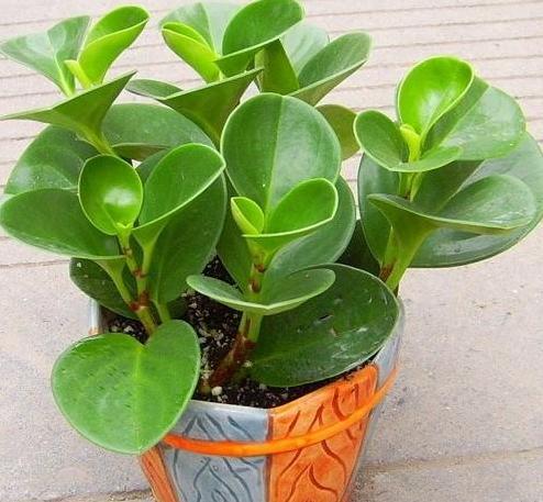 家有这4种植物可小心养,豆瓣绿的家庭养法