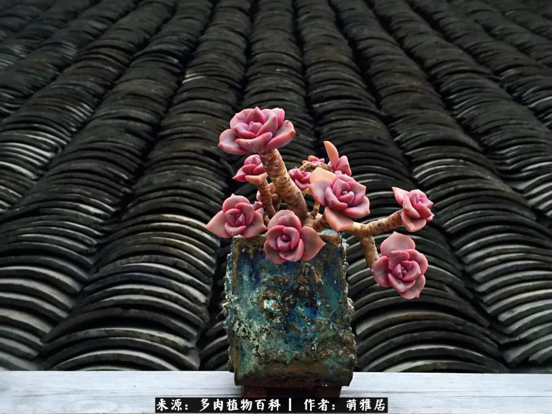 鍒濆啲鏆栭槼鍥寸倝鐓尪,鍐洦鍝佽尪