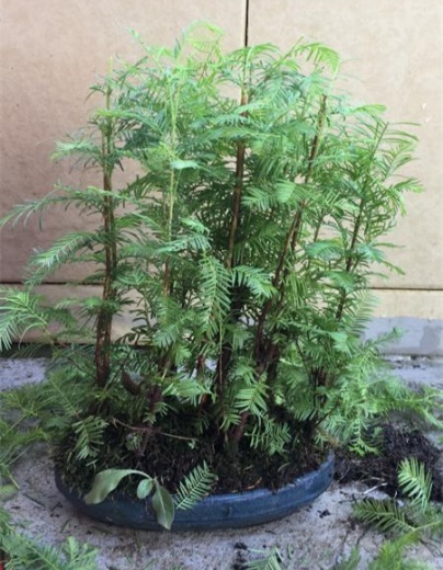 新手也能学会的修剪盆景技巧,枸杞盆景修剪技巧图解