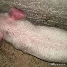 有几种猪病会一身发红,育肥猪皮肤发红怎么回事怎么治疗