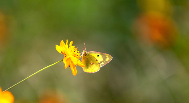 有人招“蜂”引“蝶”、有人吸引蚊虫，秘密原来全在自己的皮肤里