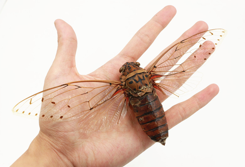 被真菌操控的“僵尸蝉”,腹腔被吃光仍热衷求偶,误食会被感染吗