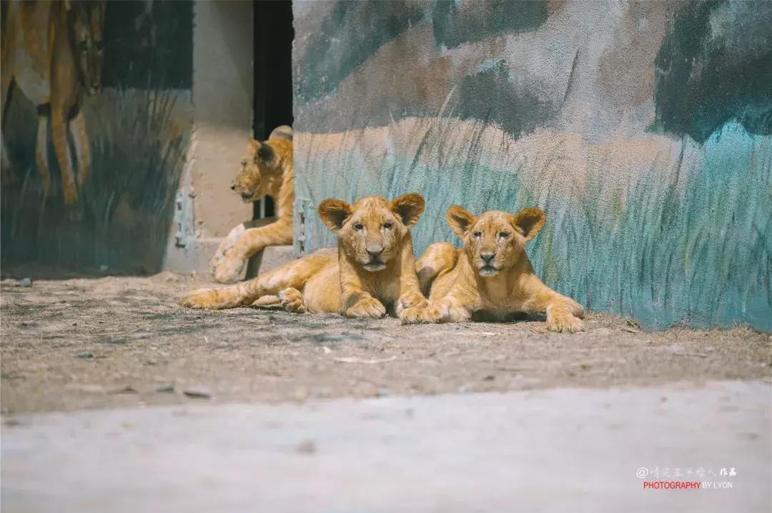 去南京金牛湖野生动物王国堵车吗,南京金牛湖野生动物王国最新活动