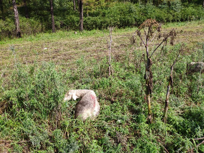 雨天羊最容易得什么病,羊群春天容易得什么病